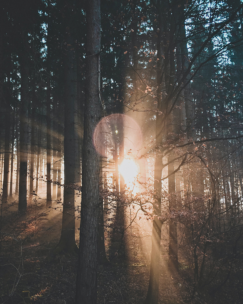 Jeu de lumière dans la forêt au lever du soleil, éclairage indirect de cuisine et atmosphère naturelle